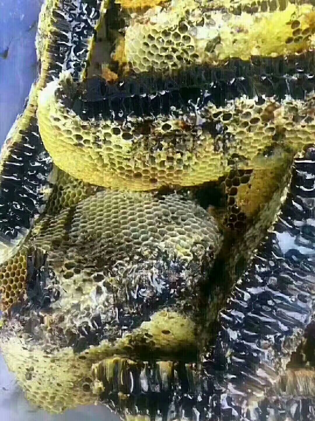 黑蜂蜂蜜 缅甸纯正野  生黑蜜