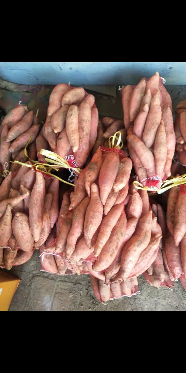  现货烟薯25价格面议