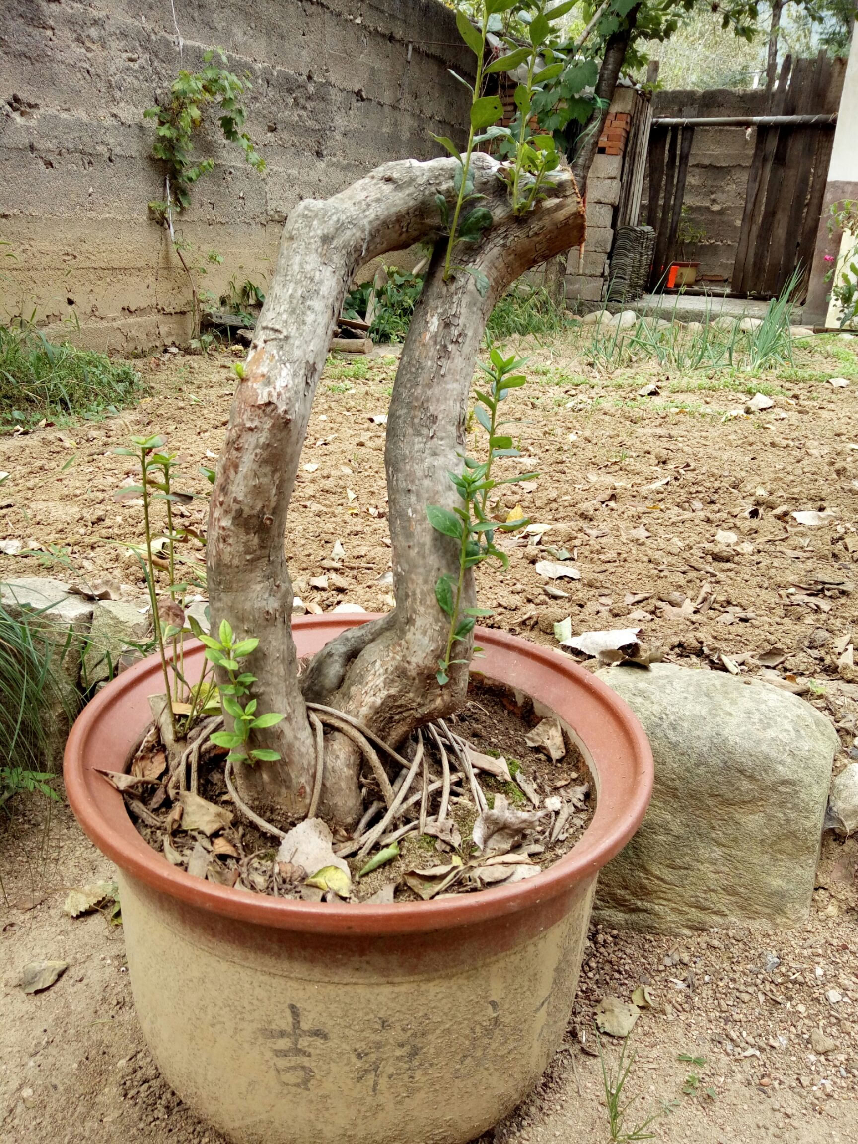  紫色盆景杜鹃花