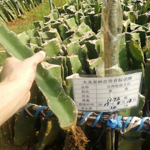 南宁软枝大红火龙果苗 纯正金都一号 软枝大红苗，需要的联系我。