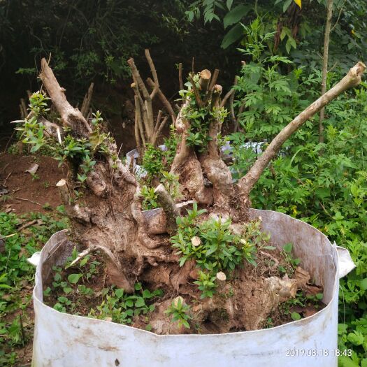 富源县映山红 1.5~2.0米