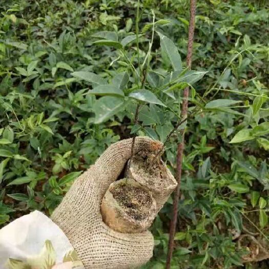 苍梧县牛大力苗 小叶牛大力老苗