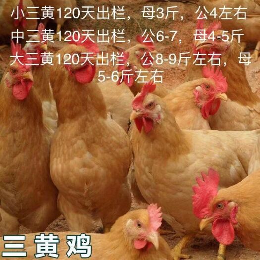 南宁 三黄鸡苗,批发鸡苗鸭苗鹅苗珍禽苗,包打疫苗,包运输成活