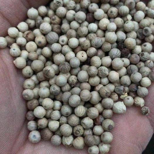 玉林 各地方的白胡椒都有