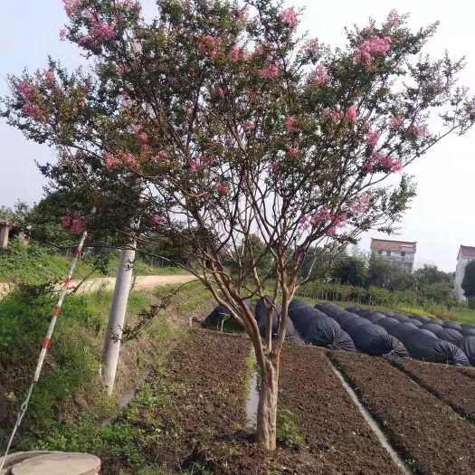 枣阳市 20公分紫薇