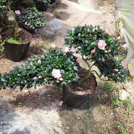 漳平市 西洋杜鹃游龙悬崖造型盆景