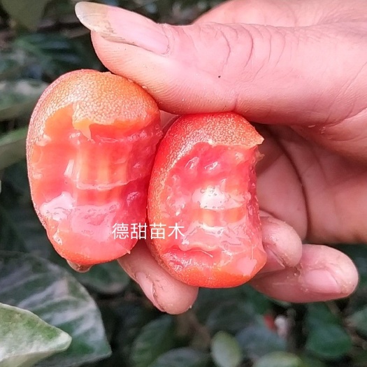 羊奶果苗  德甜二号纯甜大果型品种 2年嫁接苗