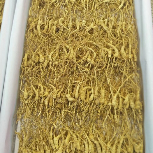 长白山林下参籽参播籽