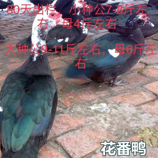 南宁 黑番鸭苗花番鸭苗,批发鸡苗鸭苗鹅苗珍禽苗,包打疫苗运输成活