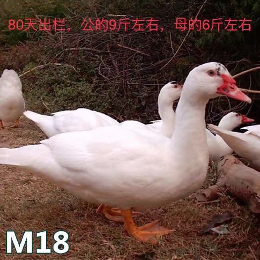 南宁 M18一点头鸭苗,批发鸡苗鸭苗鹅苗珍禽苗,包打疫苗运输成活