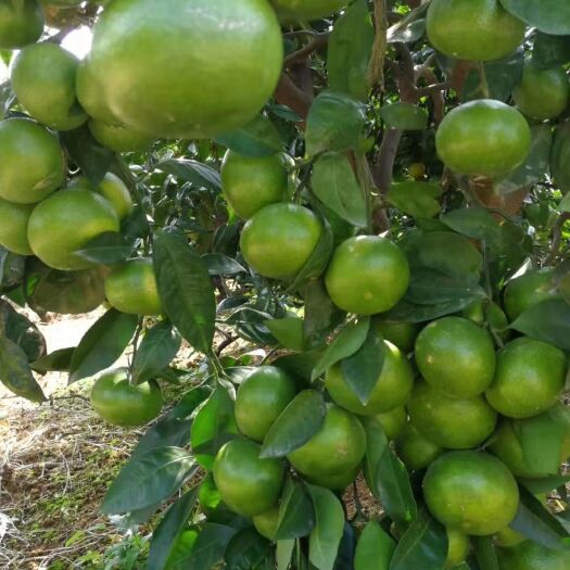 宜昌宜昌蜜桔 特好蜜橘已大量上市，欢迎来果园看货定购