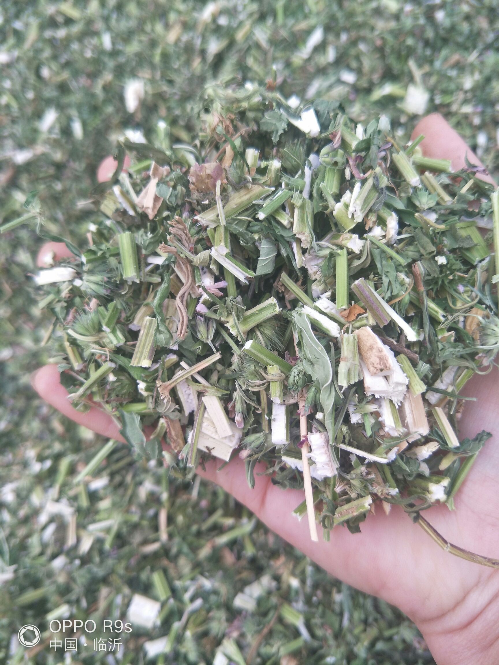 （包邮）益母草切段，药效高，纯绿色。