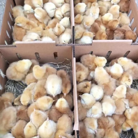 淮安 鸡苗 三黄鸡苗 包技术指导 包疫苗 运输包活