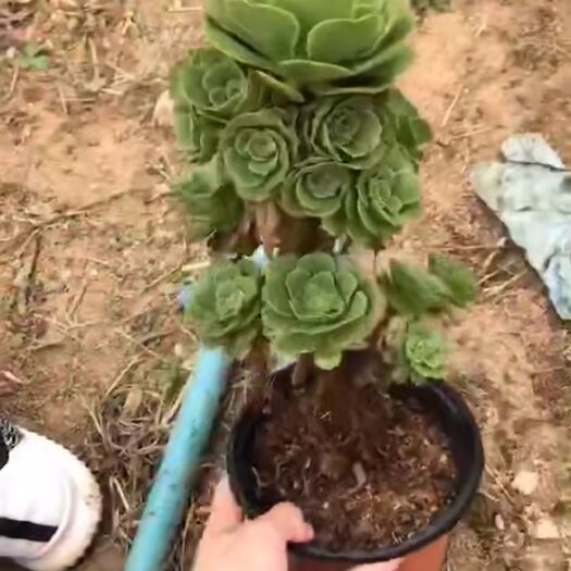 兰陵县欧版紫羊绒 绿羊绒
20🉐️