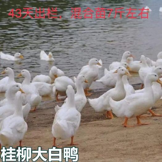 南宁 桂柳大白鸭苗,批发鸡苗鸭苗鹅苗珍禽苗,包打疫苗,包运输成活