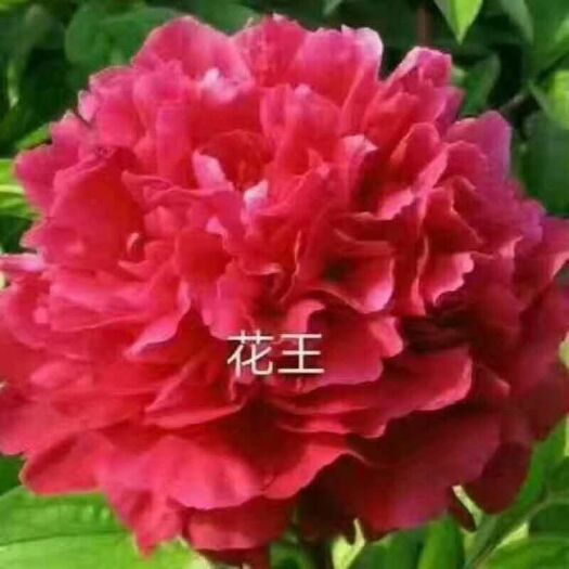 菏泽 我公司是一家以种植牡丹芍药为主的商家。自种自销，诚信第一。