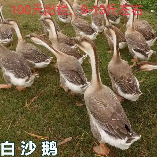 南宁 大白沙鹅，各种鸡苗鸭苗鹅苗珍禽苗,包打疫苗,包运输成活