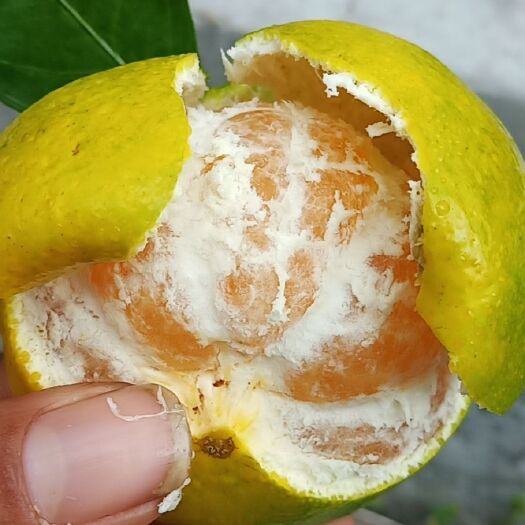 宜昌国庆一号 高山蜜桔，薄皮，口感好，水份足