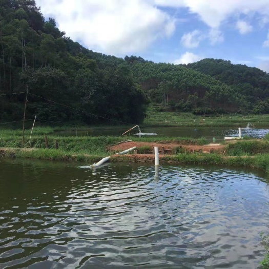 横州市 山泉水生态草鱼