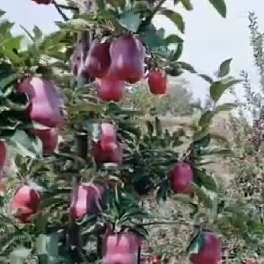 天水 花牛苹果大甩卖