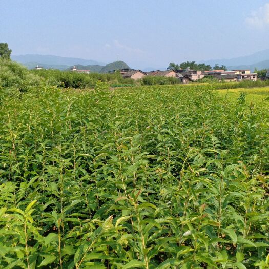 郴州锥栗苗 嫁接苗 1~1.5米 