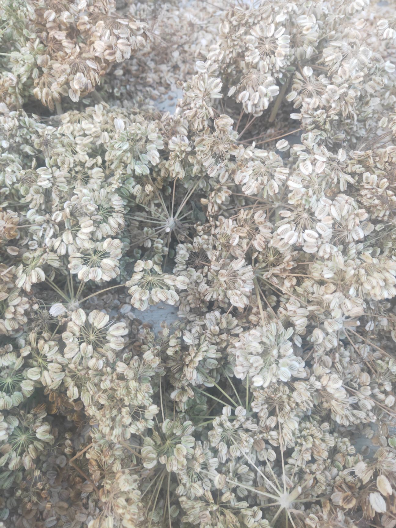  纯新二年白芷种子！免费技术指，包回收产品！