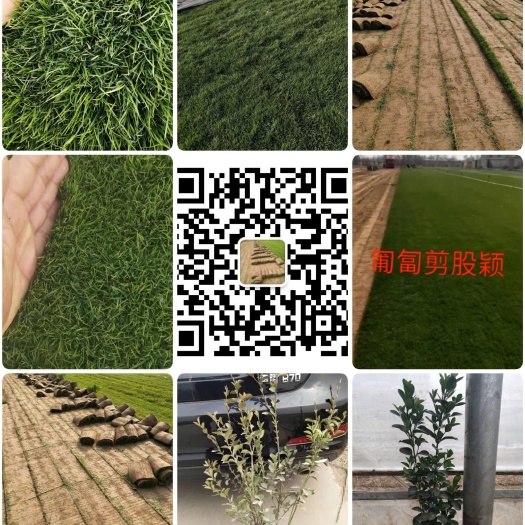 石家庄草坪