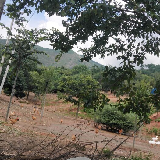 长兴县 老妈自家散养土鸡，土鸡蛋