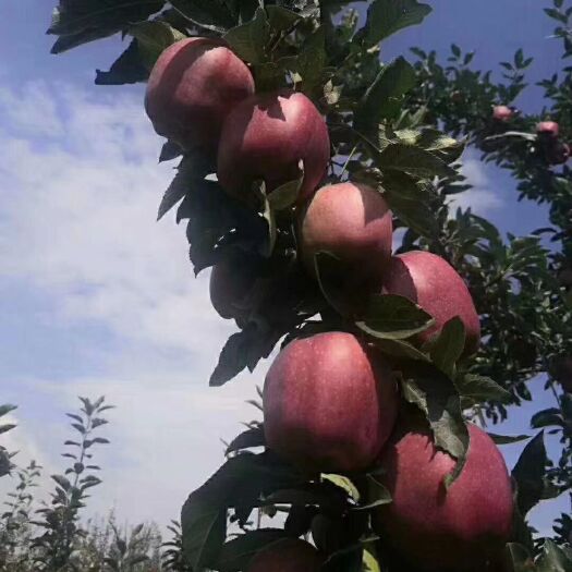 礼县 甘肃礼县花牛苹果