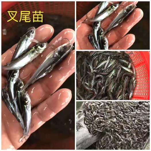 高州市斑点叉尾鮰鱼  优质叉尾苗，欢迎预定