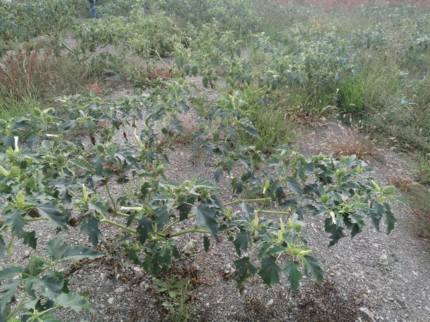 曼陀罗子 曼陀罗曼陀罗花