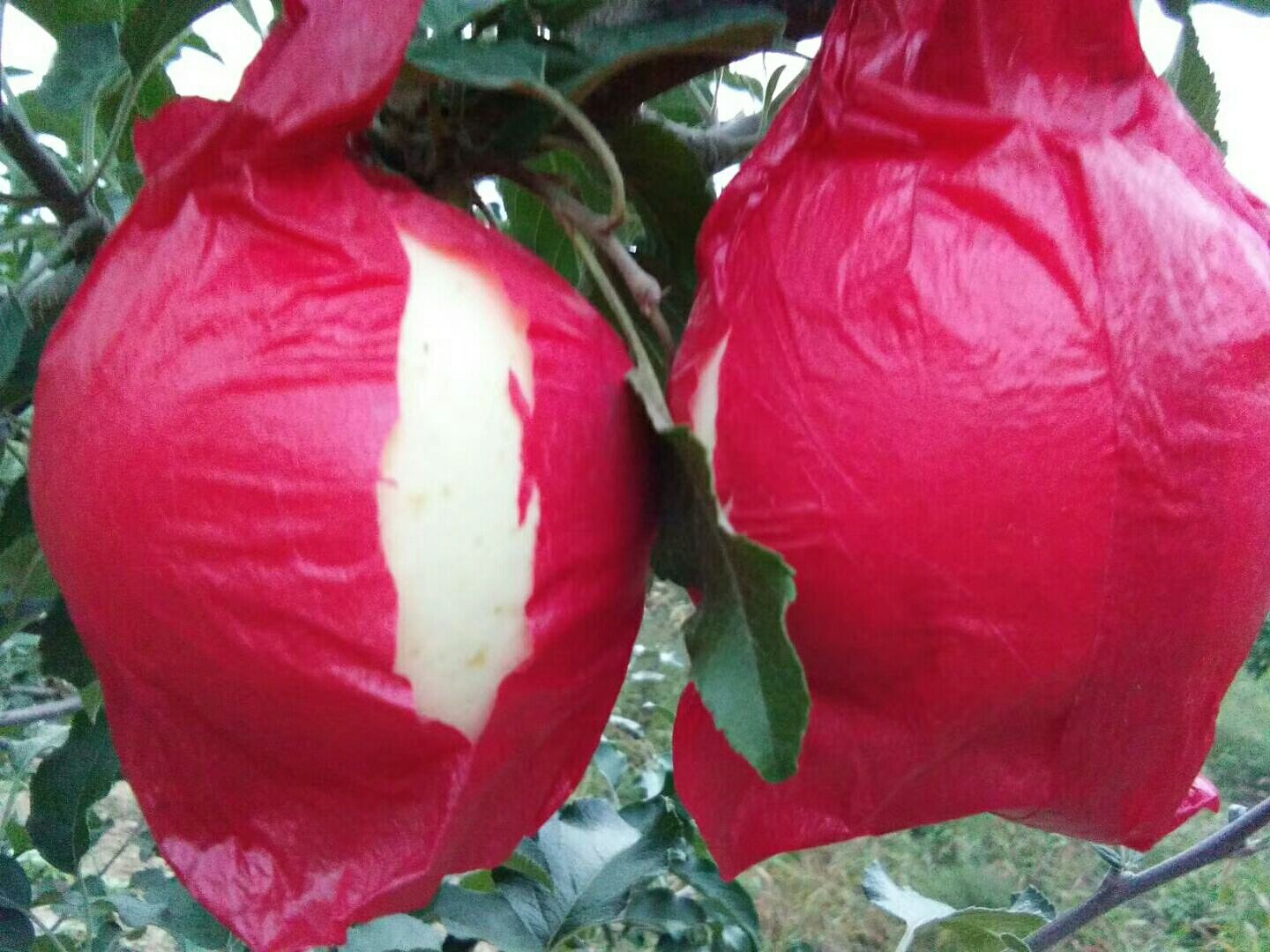 富士王苹果  个大质优