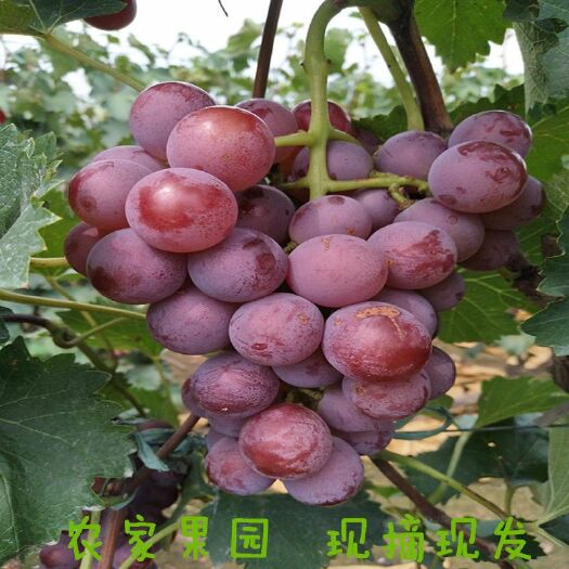 永清县 自家种植巨峰葡萄