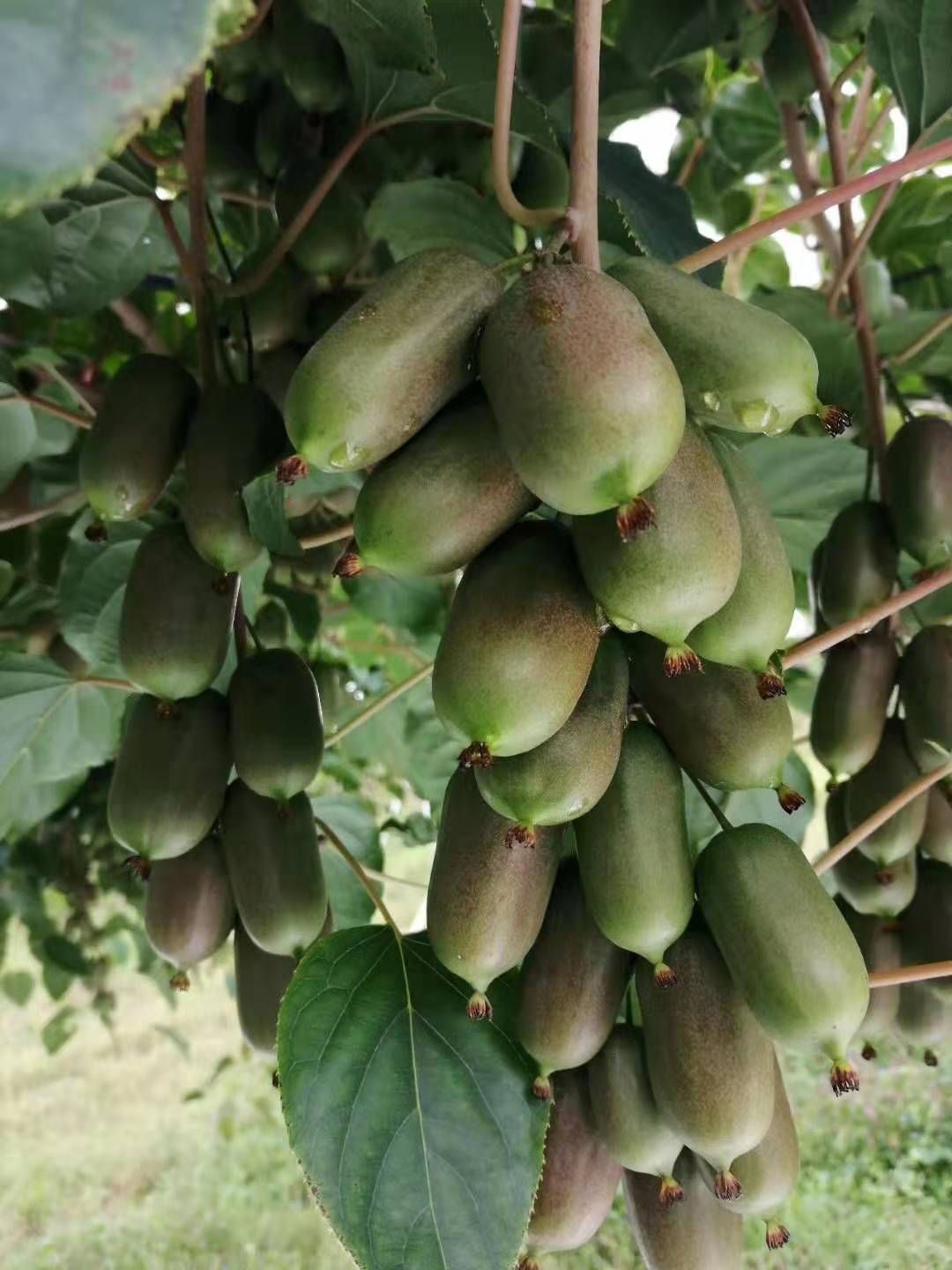 软枣猕猴桃苗  龙成二号：三年大苗，茎杆粗壮，根系发达