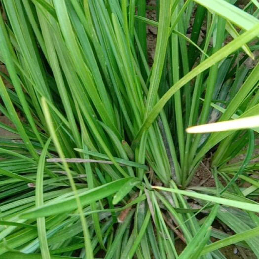 曹县麦冬草 精品麦冬苗
