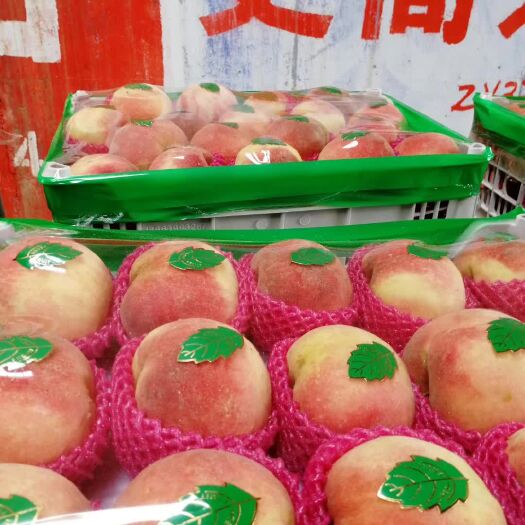莱西市 大量水蜜桃供应，蓬仙，寒露蜜，金秋红蜜，迎霜红