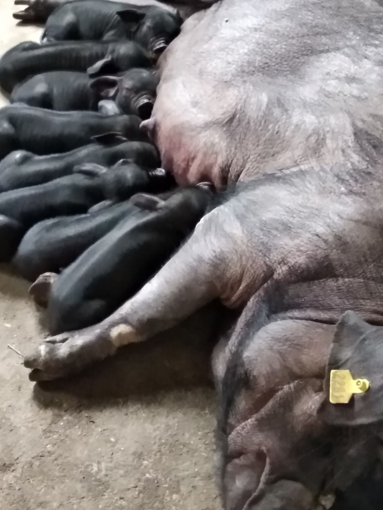 镇雄县 乌金猪：乌蒙山一代地方土猪，国家保护猪种