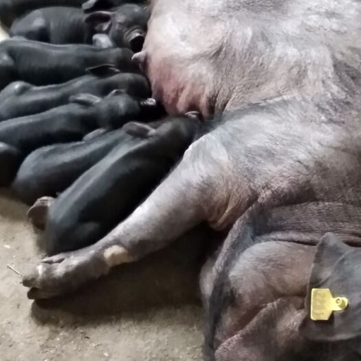 镇雄县 乌金猪：乌蒙山一代地方土猪，国家保护猪种