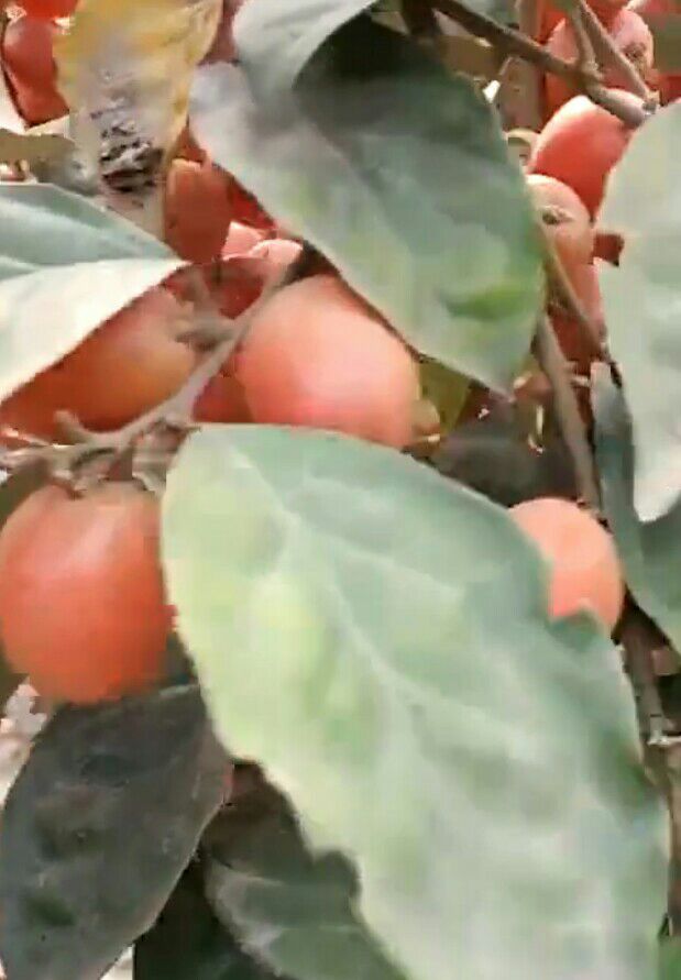 羊奶果苗  基地直供纯甜奶果苗品质好果粒大产量成活高包邮包