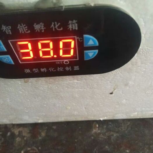 滕州市养殖孵化机 智能孵化器水床孵化可孵鸡鸭鹅鹌鹑鸽子等各种鸟类。