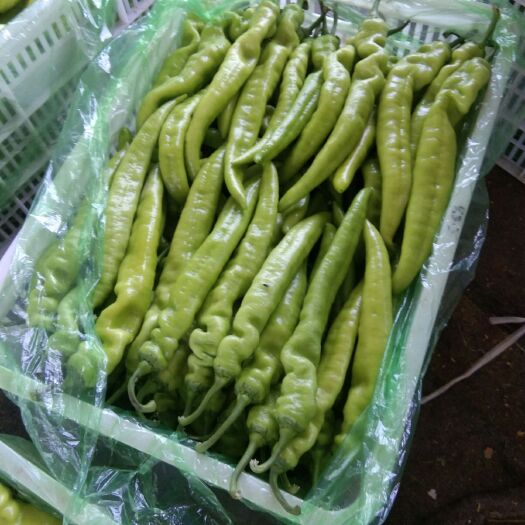莘县黄皮辣椒 黄皮尖椒