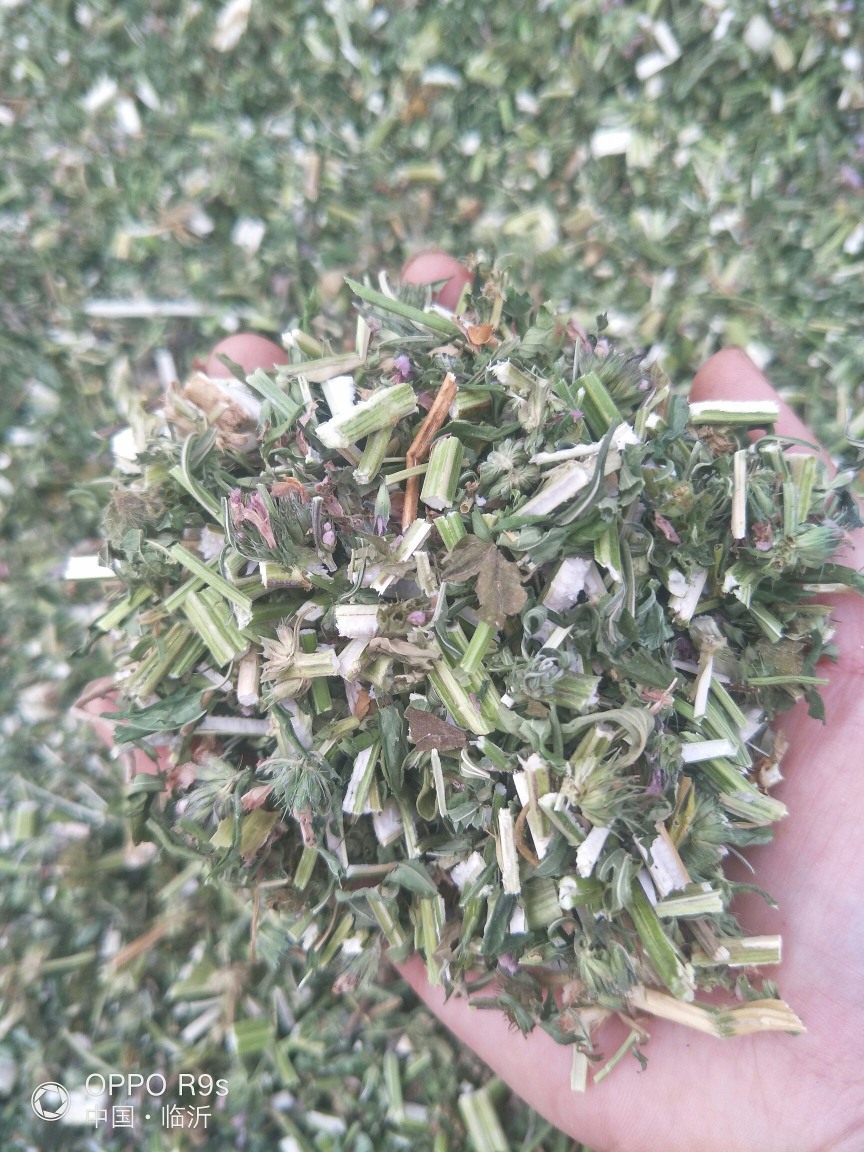 （包邮）益母草切段，药效高，纯绿色。