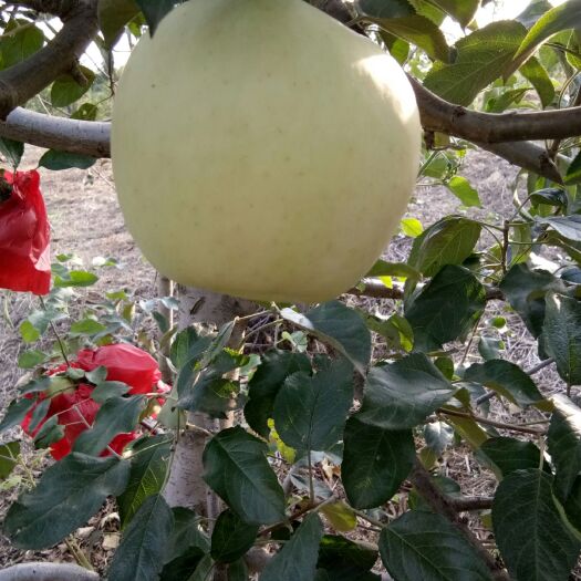 庄河市 自产自销寒富苹果