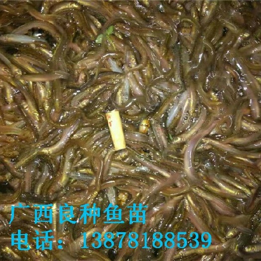 南宁草鱼苗 长期供应苗鱼,品种齐全、量大从优、欢迎前来选购