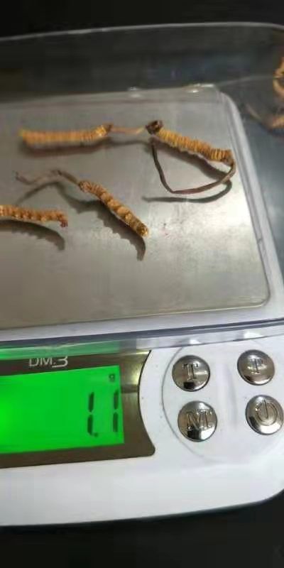 西宁冬虫夏草