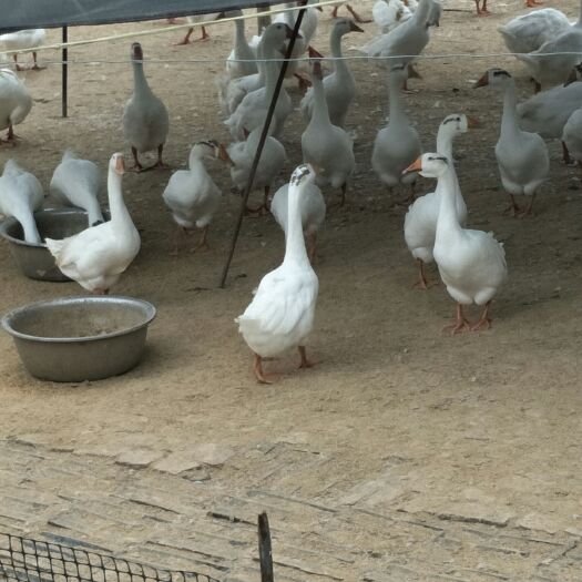 建湖县白鹅苗