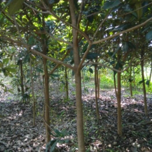 枣阳市茂木枇杷树苗 枇杷树