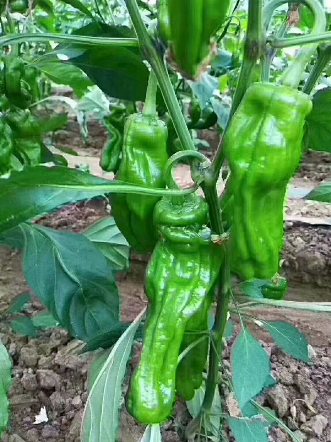  精品大棚辣椒.薄皮椒.301辣椒.线椒.螺丝椒
