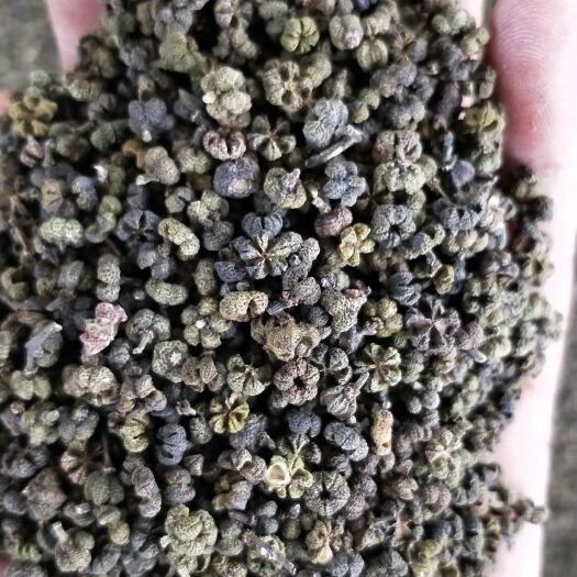 河池 广西中花吴茱萸大颗粒