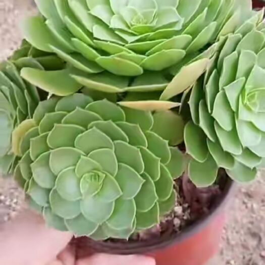 兰陵县法师铜壶 万圣节